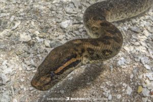 Big Anaconda dive in Brazil