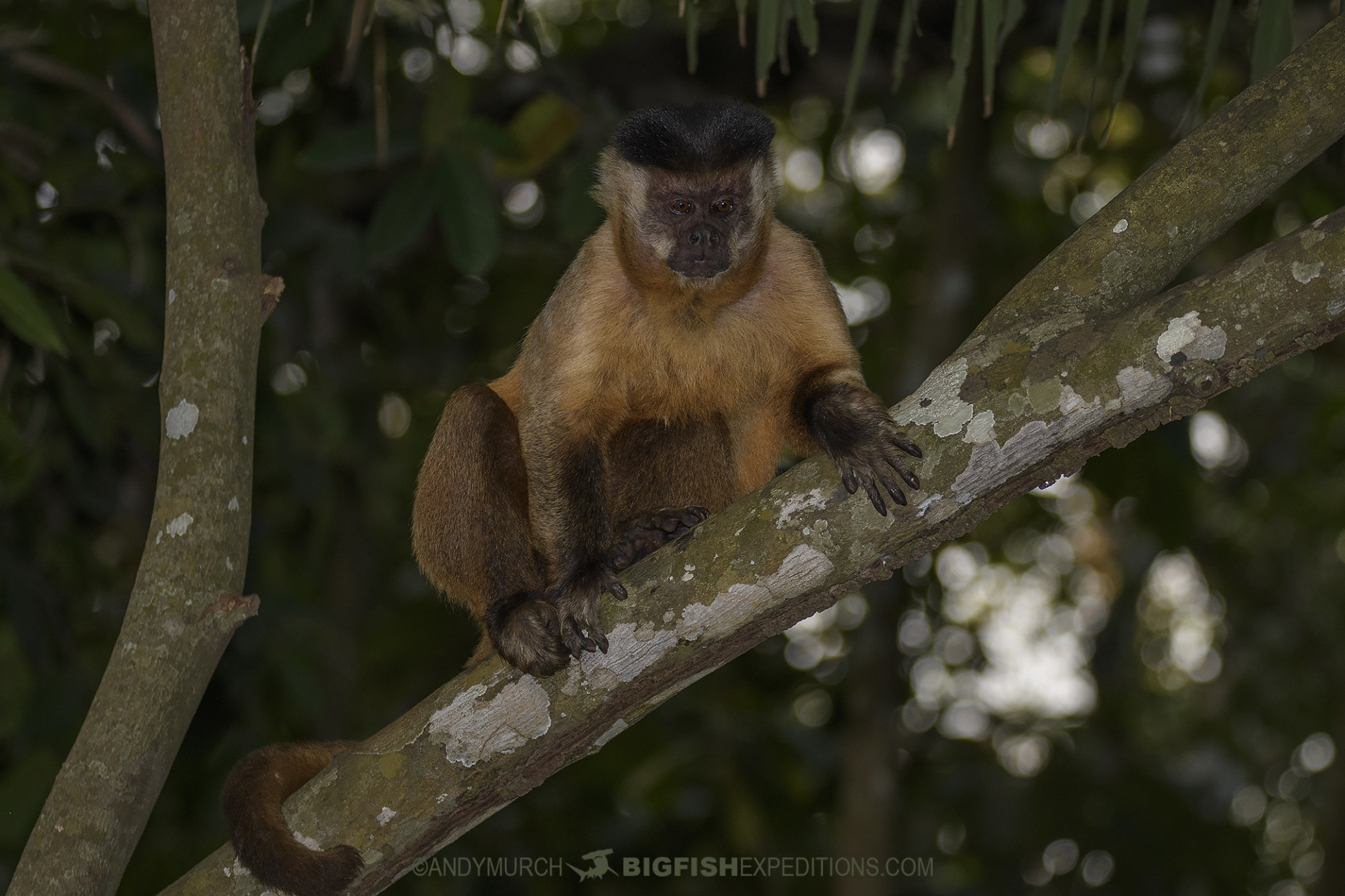 Tufted Capuchin Monkey