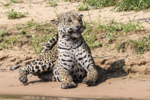 Jaguar catching flies in the Pantanal.