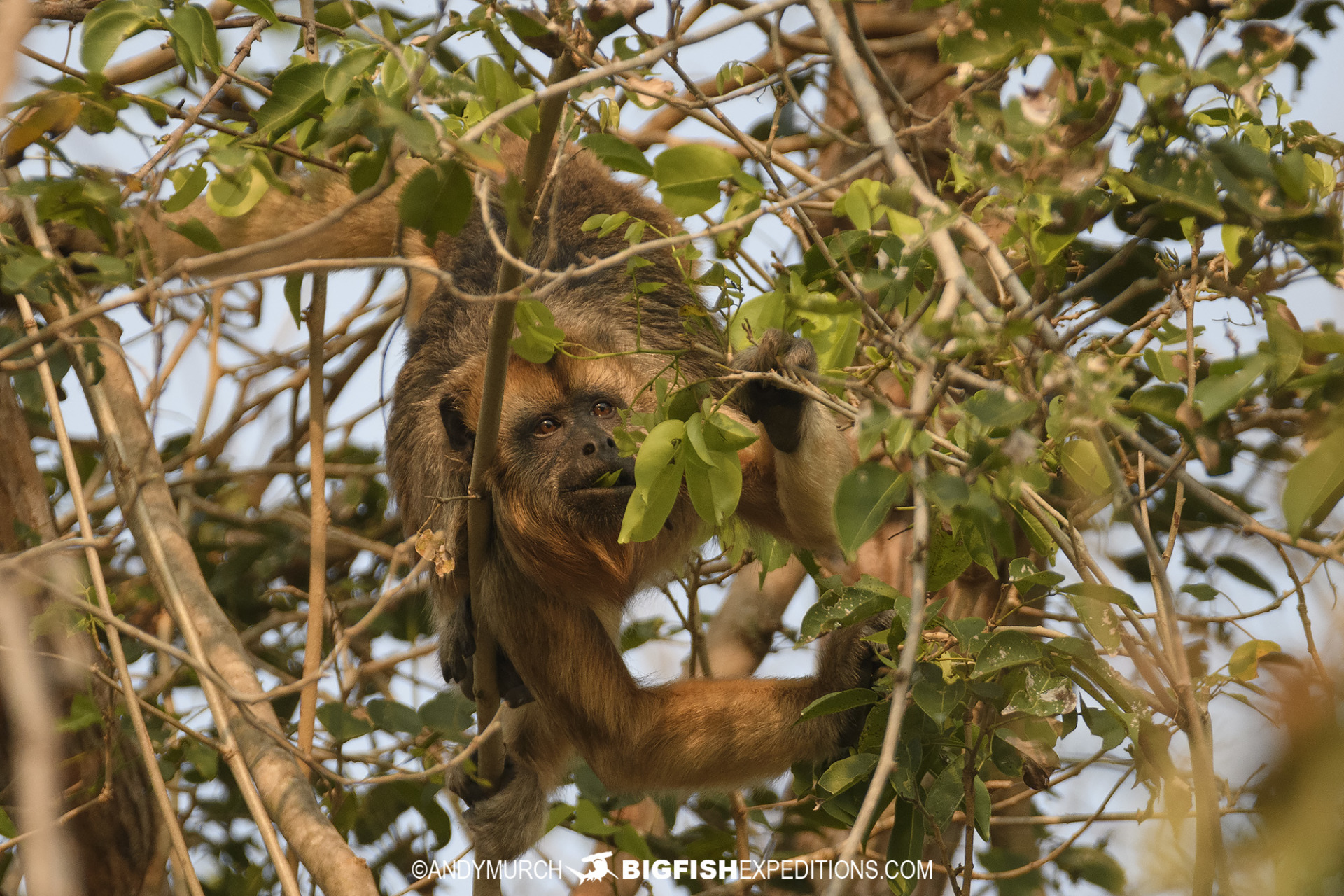 Black howler monkey