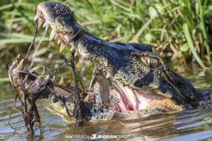 Yacare caiman eating catfish.