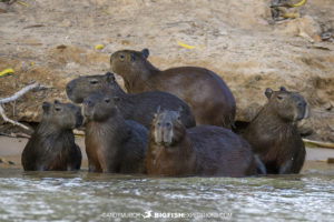 Capybara in the Pantanal.