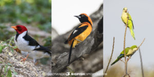 Colorful pantanal birds