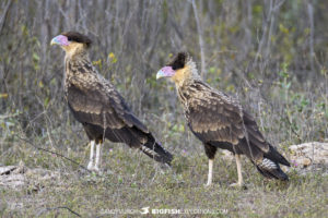 Crested Caracaras in the Pantanal.