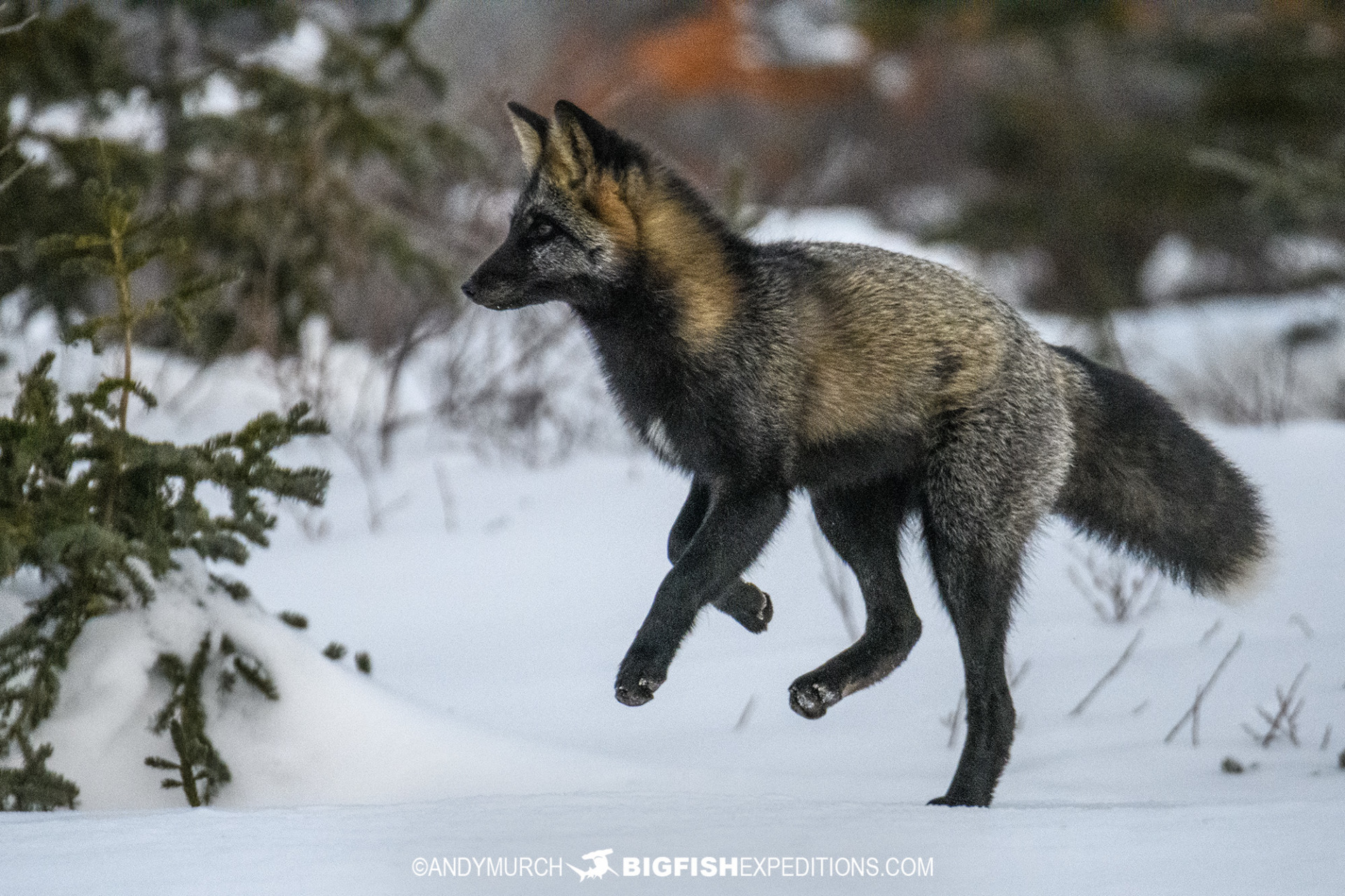 Cross fox on the Canadian tundra.