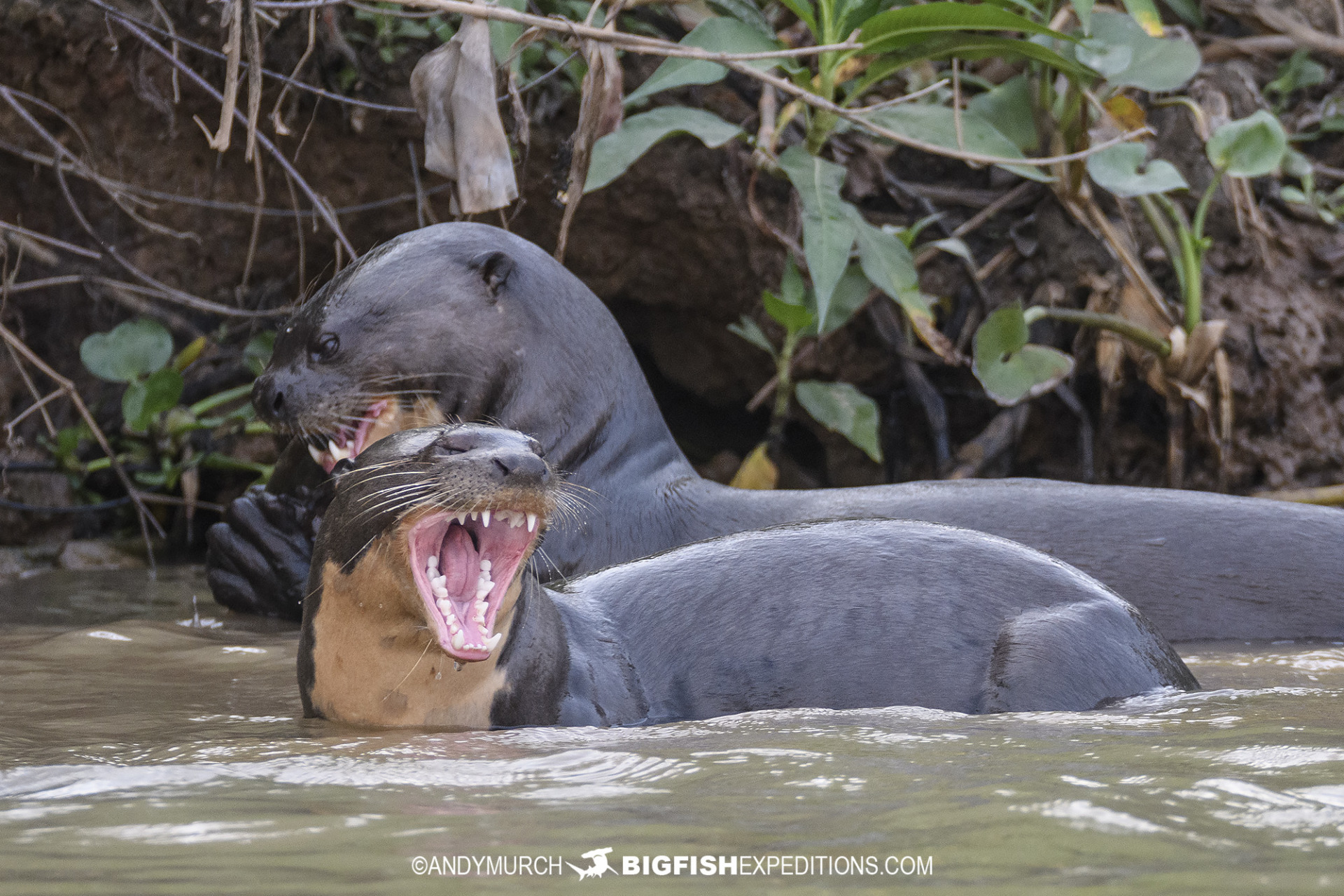 Giant River Otters in the Pantanal.