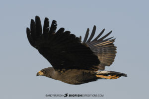 Great black hawk in the Pantanal.