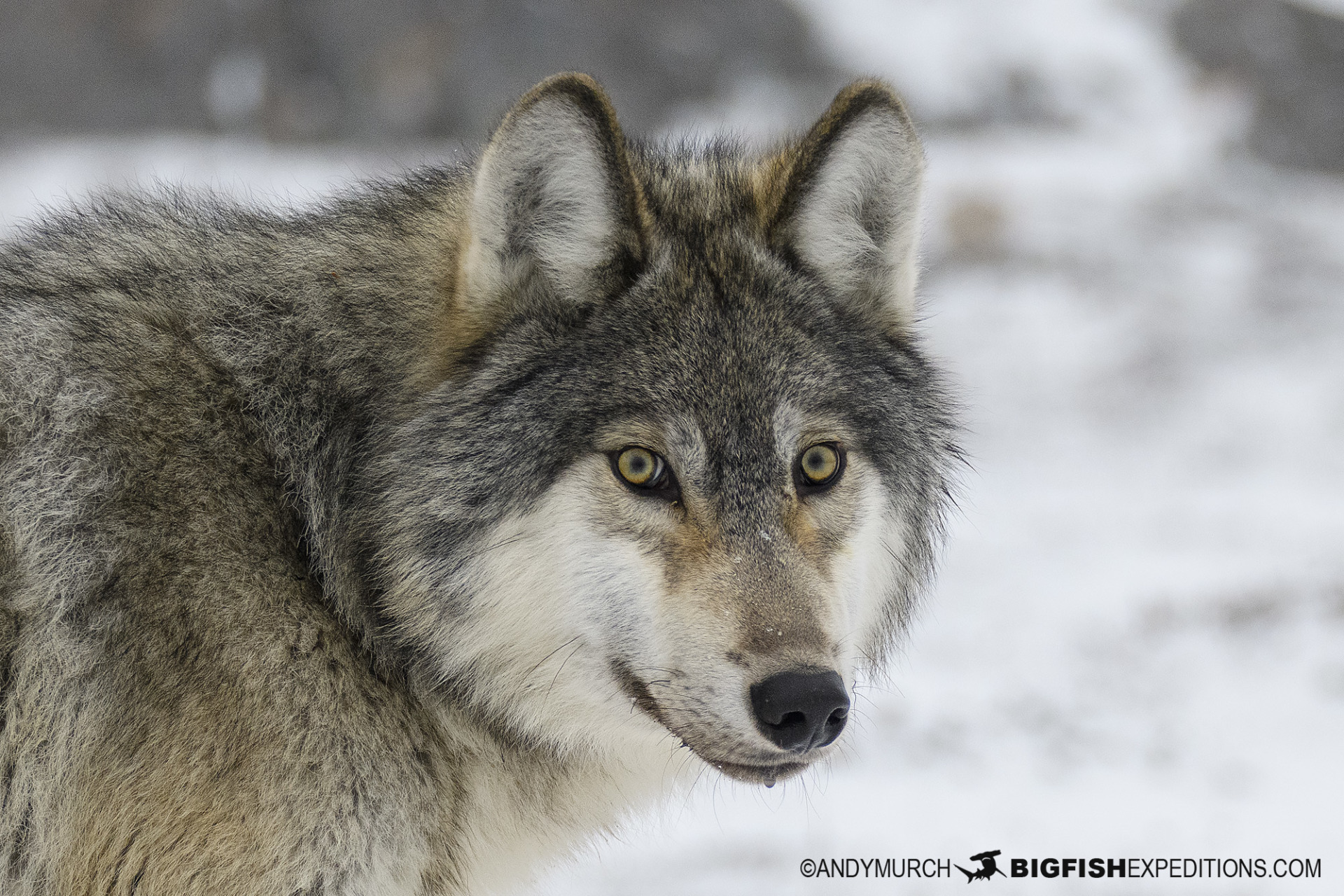 Grey wolf close encounter in Churchill.