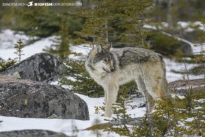 Grey wolf on the tundra.