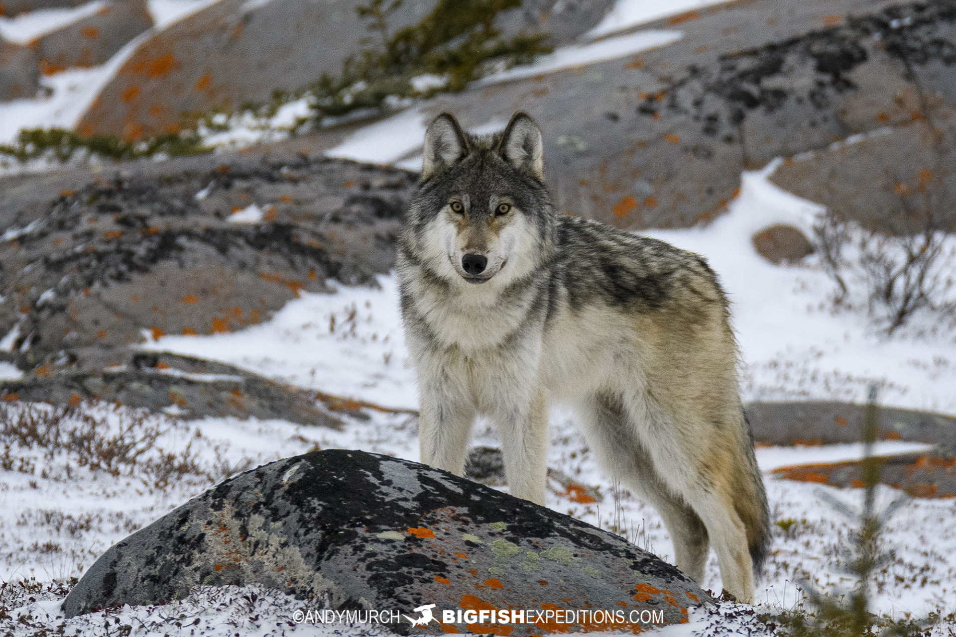 Grey wolf on our polar bear tour in Churchill.