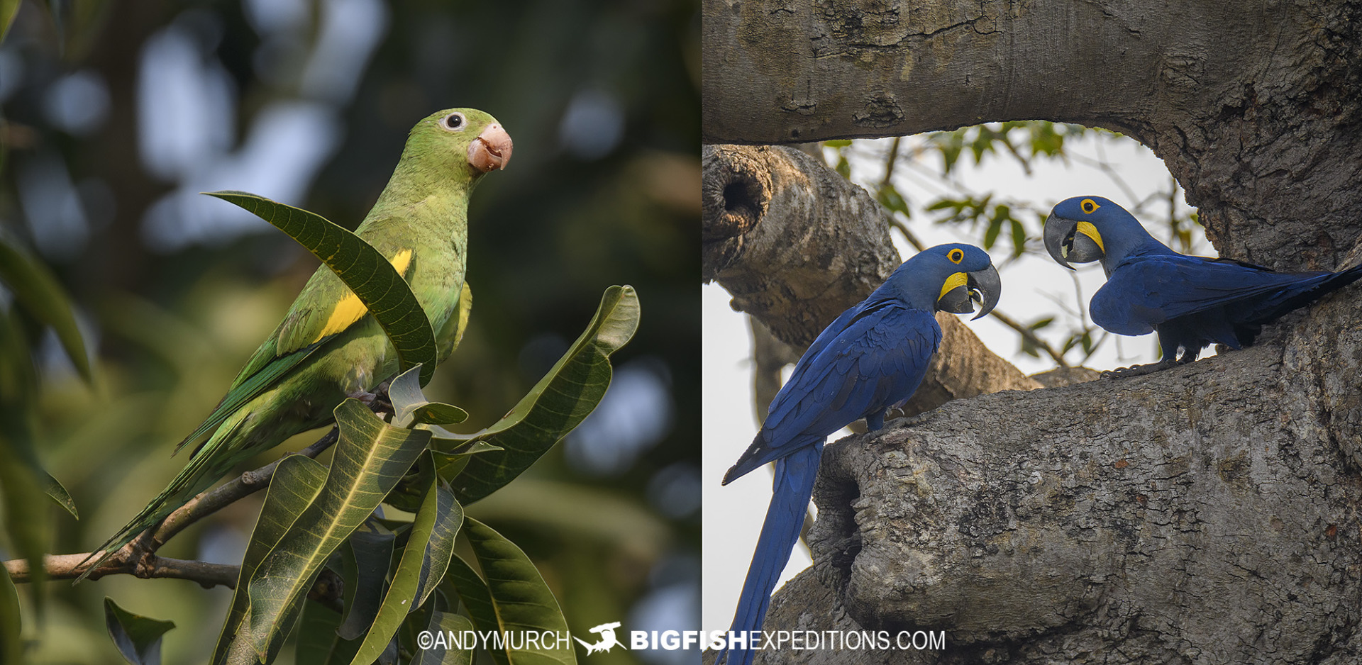 Blue Hyacinth Macaws in the Pantanal.