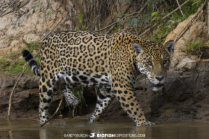 Beautiful Jaguar named Ibaca.