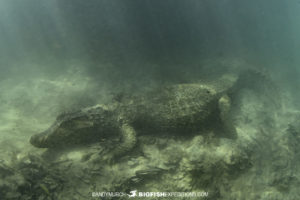 Jacare Caiman in the Rio Formosa