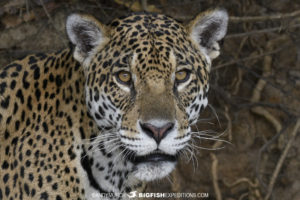 Jaguar Photography Tour.