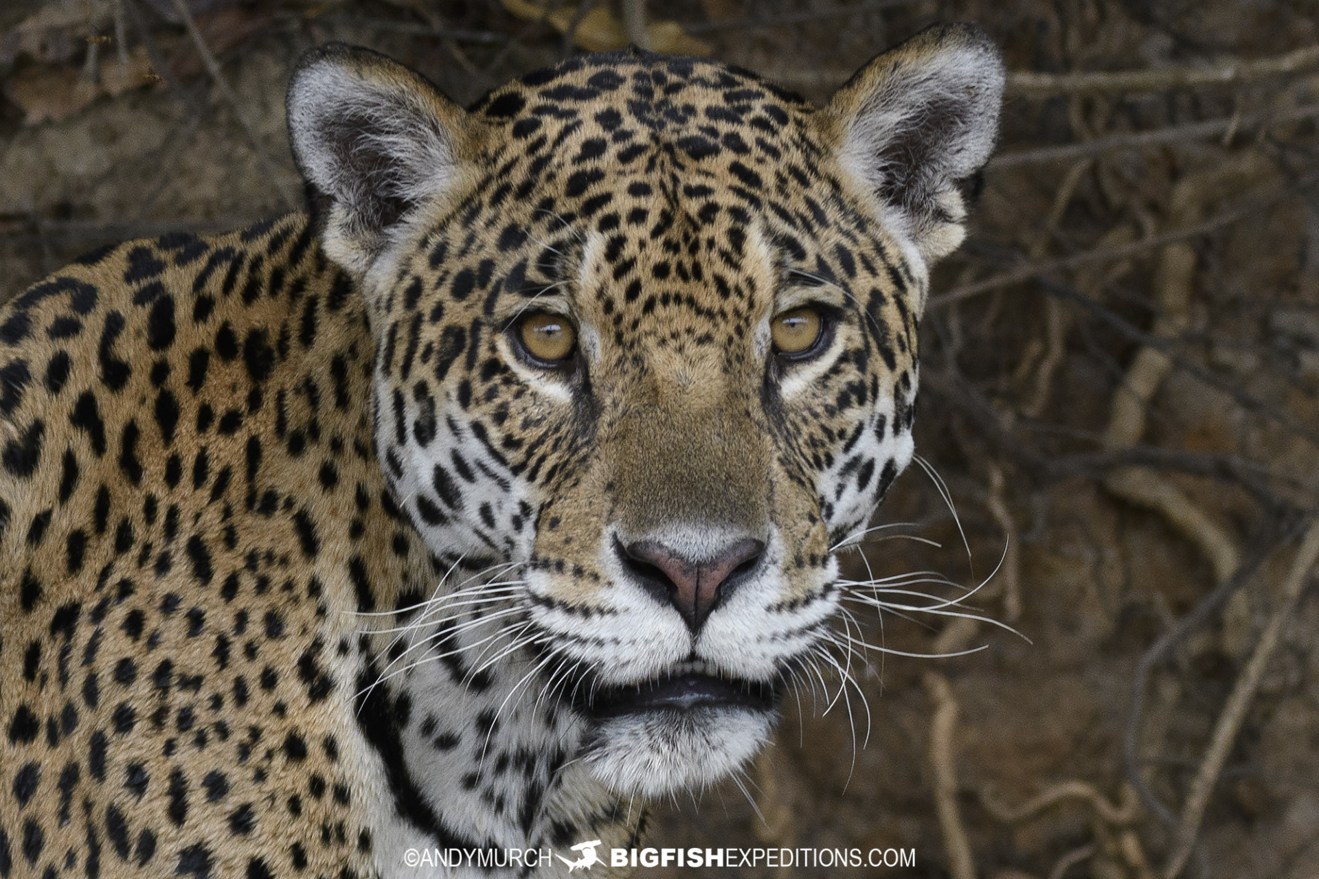 Jaguar Photography Tour.