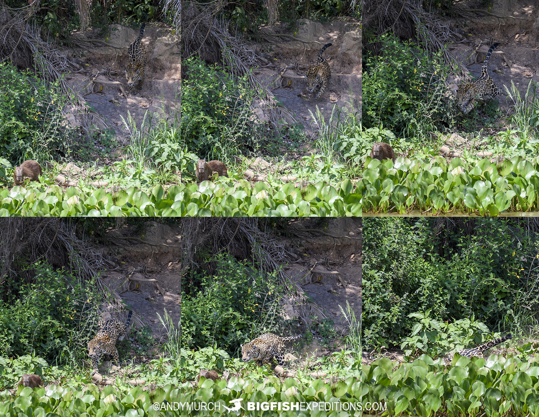 Jaguar predation on a capybara.