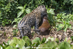 Jaguar predation on a capybara.