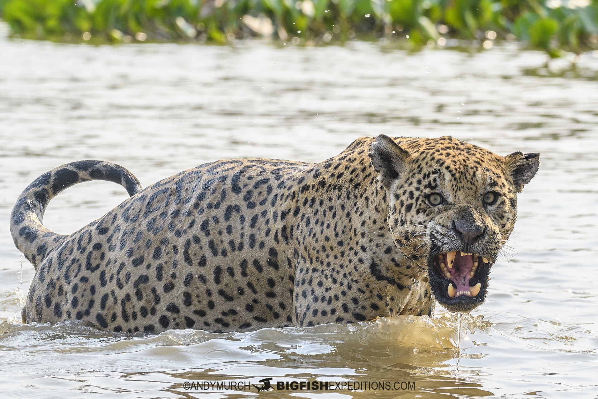 Jaguar Photography Tour in the Brazilian Pantanal.