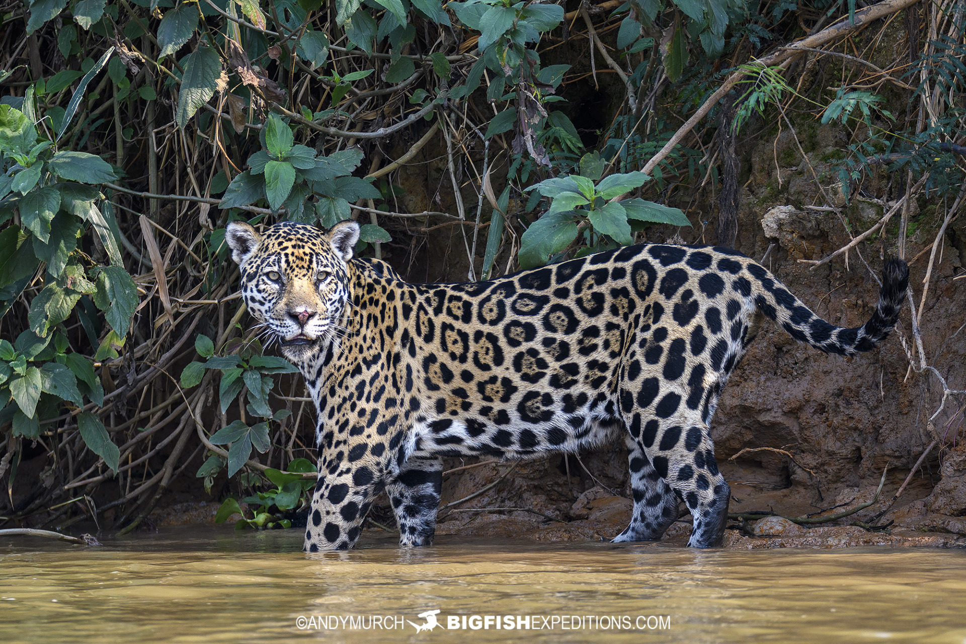 Jaguar Photography Tour in the Brazilian Pantanal.