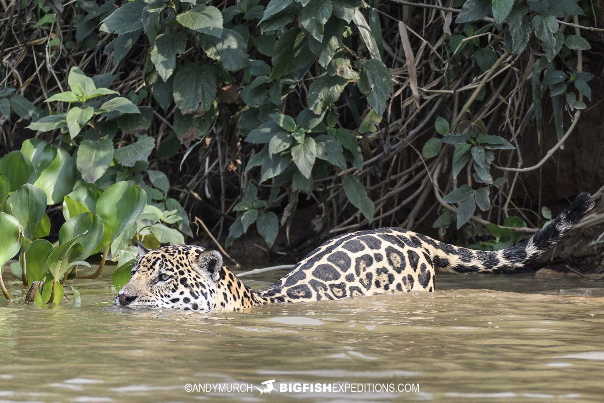 Jaguar Tour in the Brazilian Pantanal.