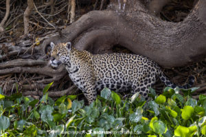Jaguar hunting for caiman in the Pantanal.