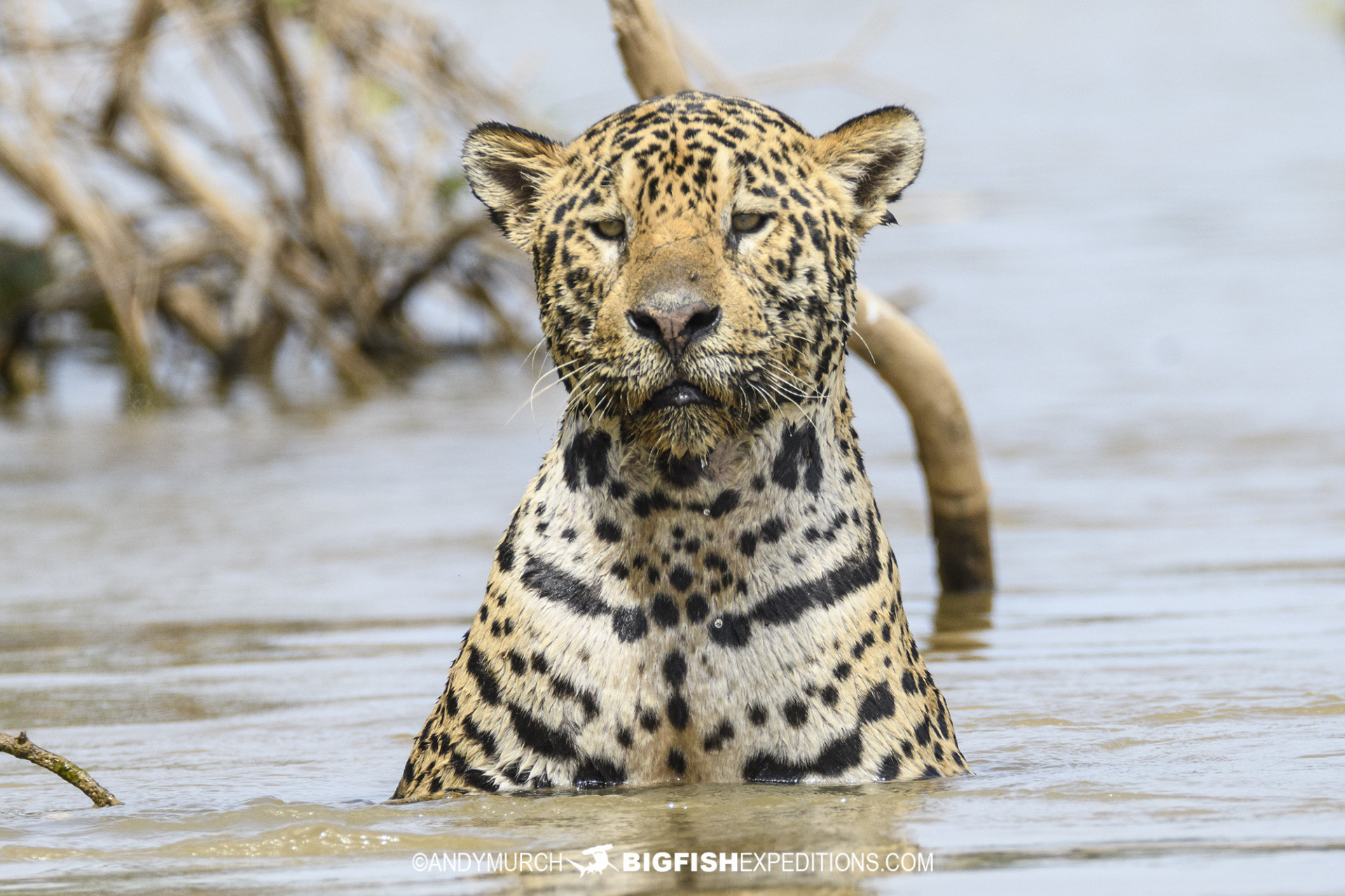 Jaguar swimming in a river.