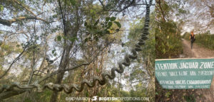 Walking in jaguar territory in the Pantanal.