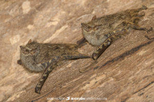 Proboscis bats in Brazil.