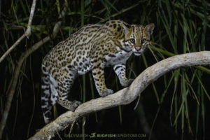 Ocelot encounter in the Pantanal.