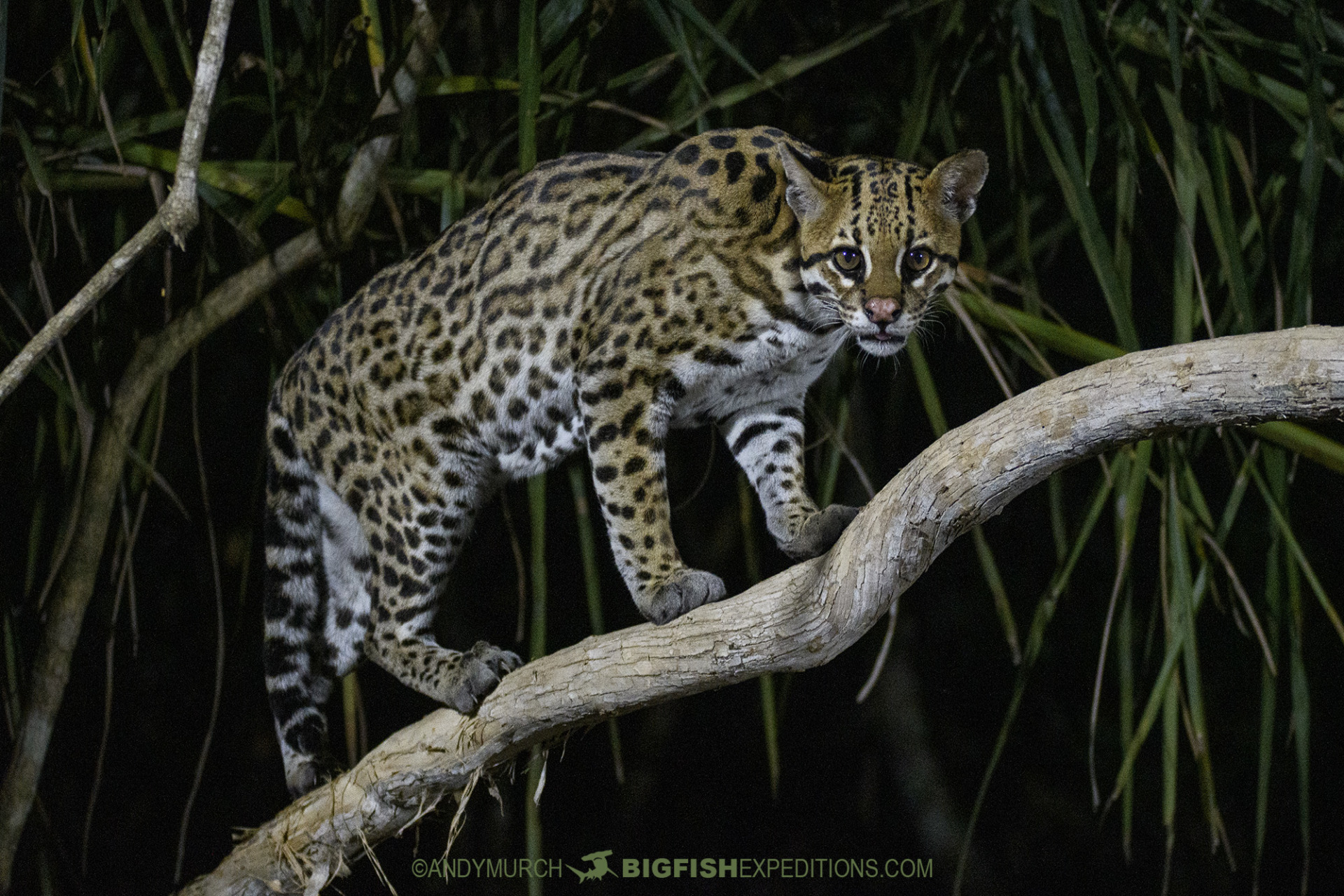 Ocelot encounter in the Pantanal.