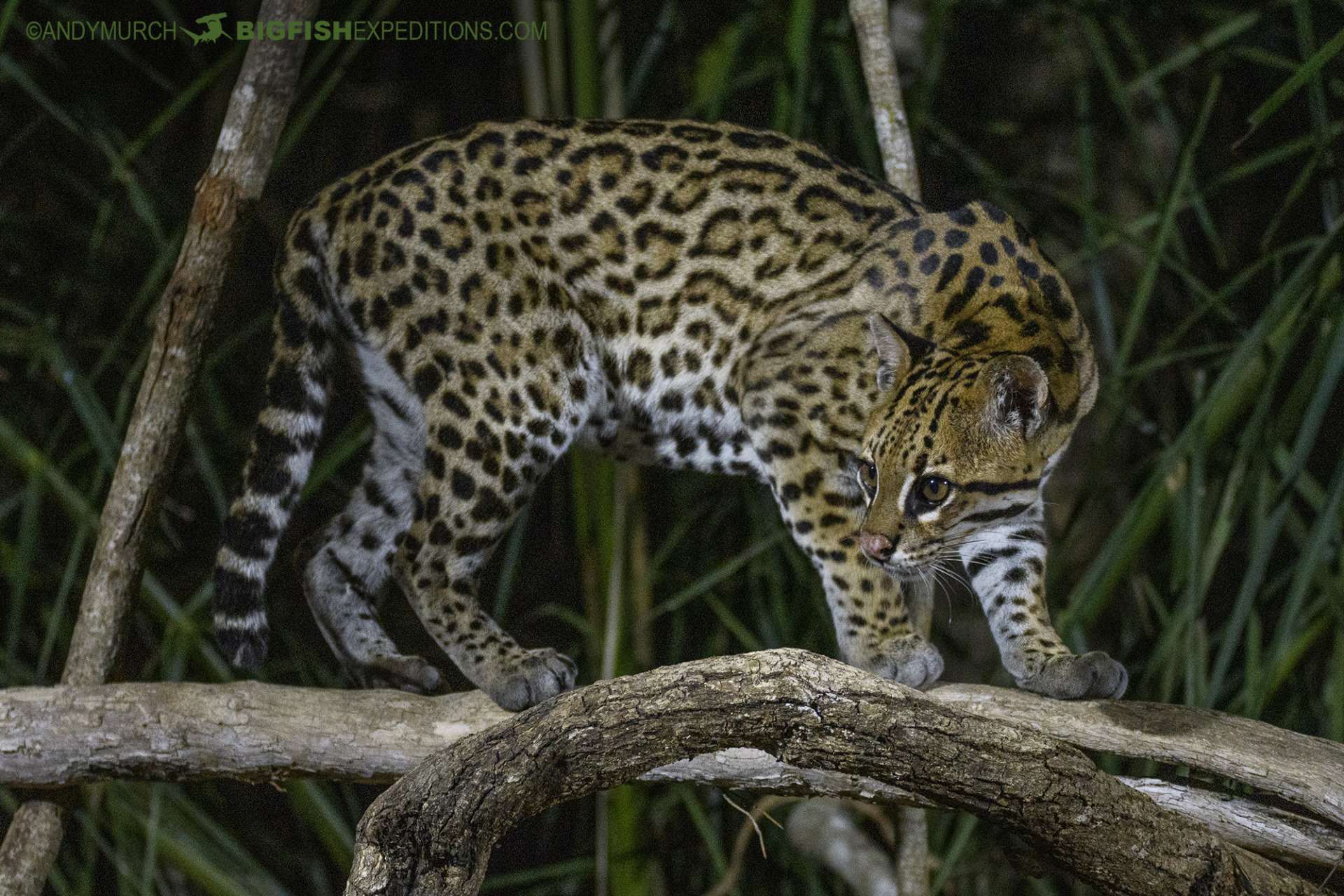 Ocelot photography encounter in the Brazilian Pantanal.