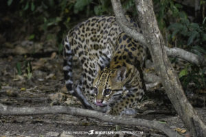 Ocelot photography encounter in the Brazilian Pantanal.