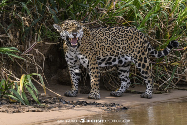 Pantanal Jaguar Tour