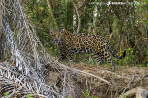 Photographing Jaguars in the Brazilian Pantanal.