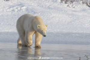 Polar bear crossing ice in Churchill.