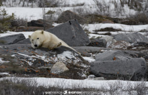 Polar bear photography tour 2022