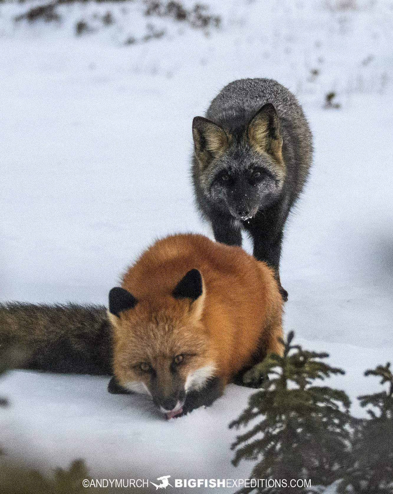Red and black foxes playing on the tundra near Churchill.