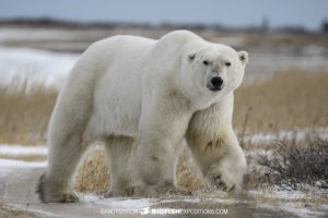 Big Polar Bear in Churchill, Canada.