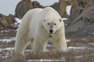 Polar bear photography tour