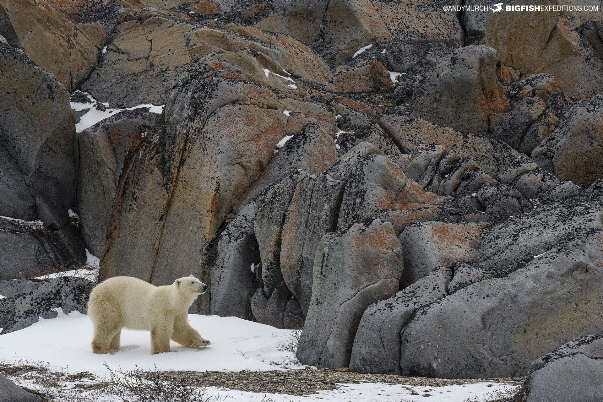 Polar Bear Alley near Churchill, Canada.