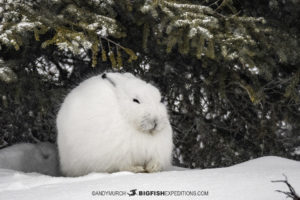 Arctic Hare. Churchill, Canada.