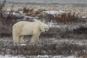 Polar bear tour in Churchill.