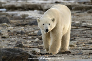 Polar Bear tour in Churchill.