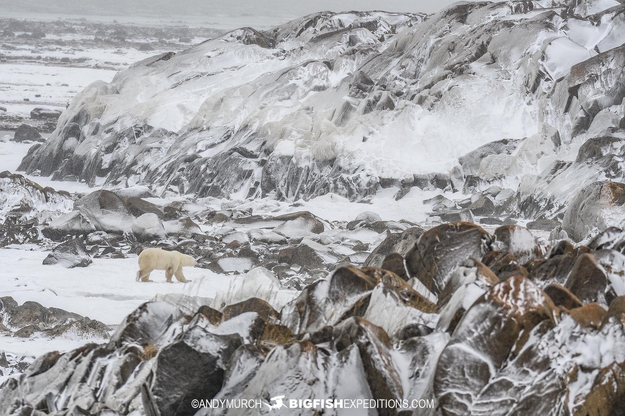 Polar bear tour in Churchill.