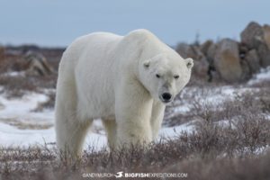 Polar bear on the Canadian tundra near Churchill.