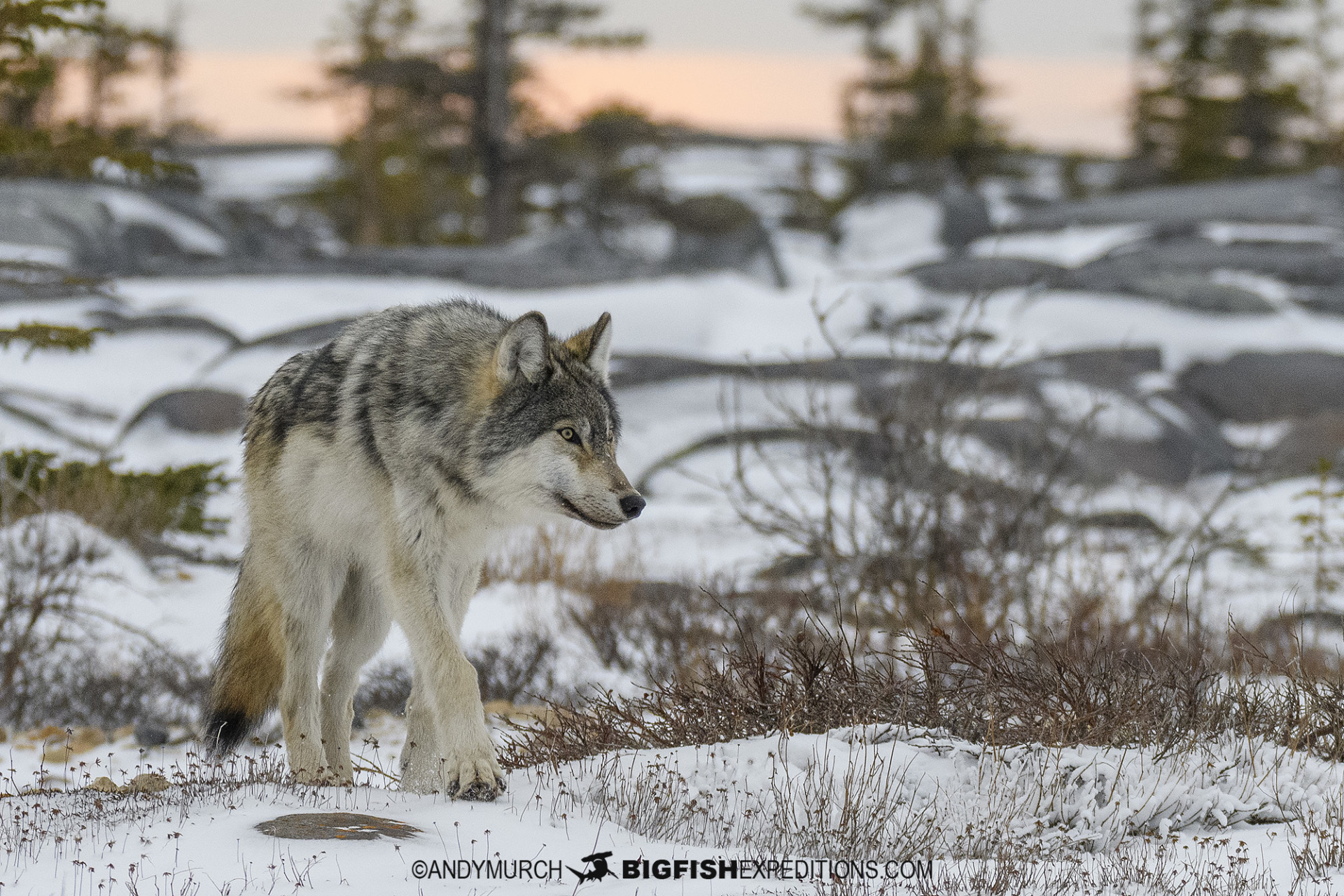 Grey wolf close encounter.