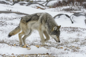 Grey wolf on our polar bear tour in Churchill.