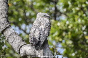 Potoo Bird in the Pantanal.