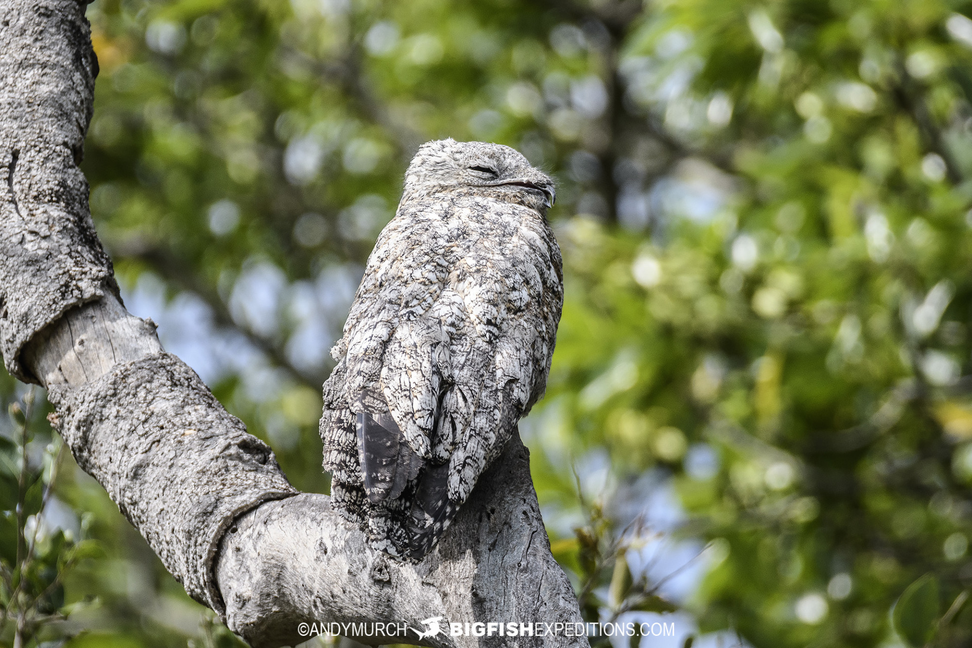 Potoo Bird in the Pantanal.