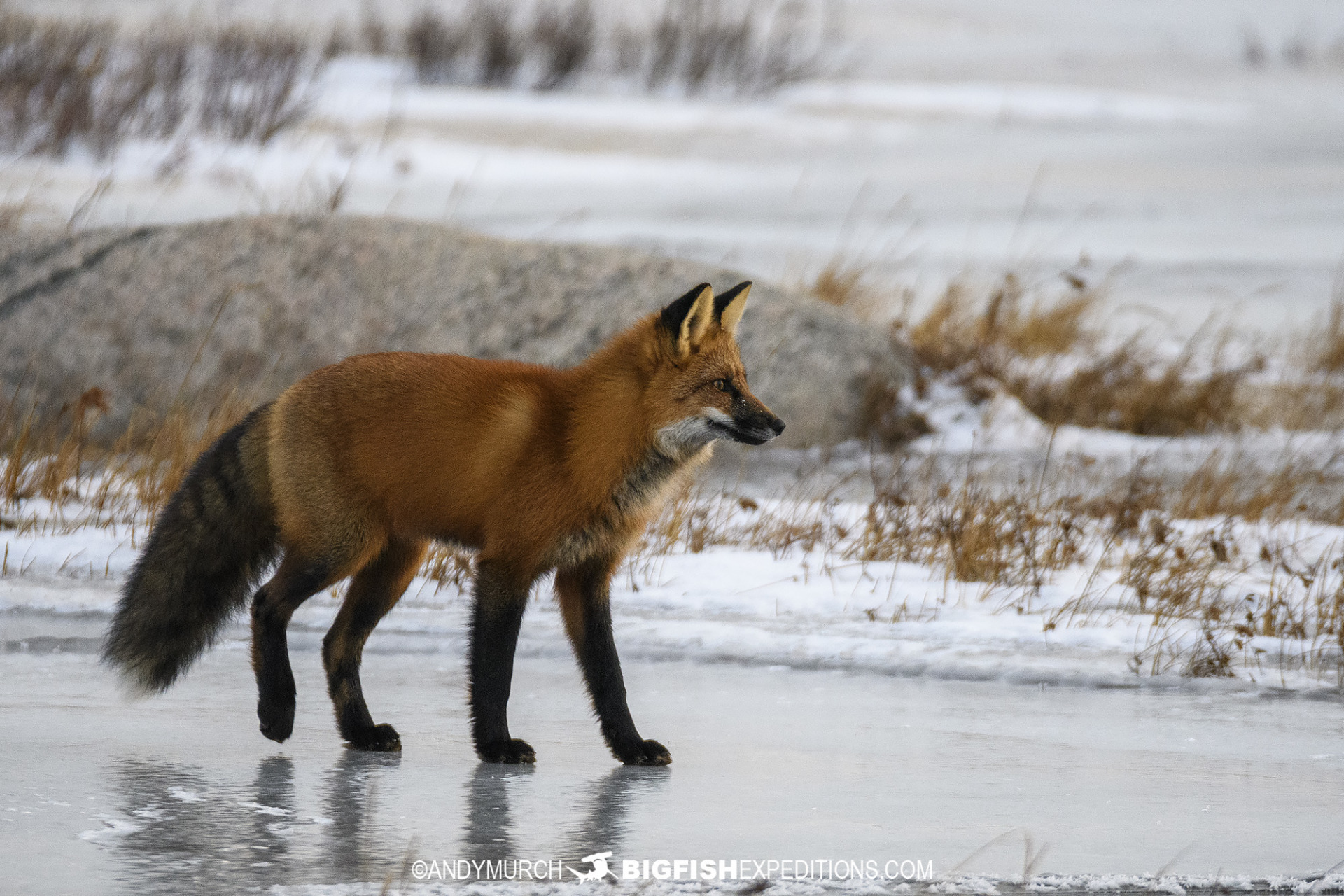 Red fox on the tundra.